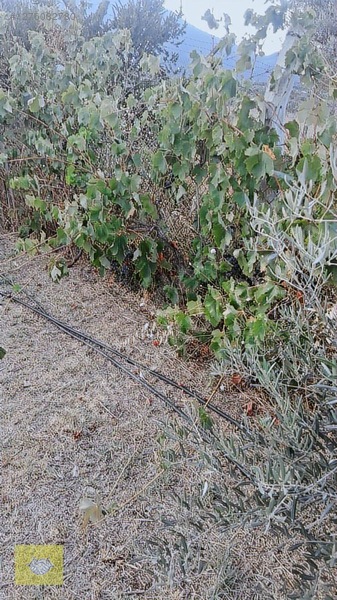 Acill!!! Fiyat Düştü!! Kemalpaşa Vişneli Köyde Muhteşem Kirazlık — fotoğraf 12