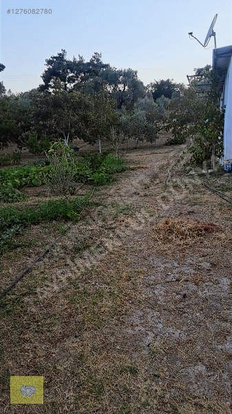Acill!!! Fiyat Düştü!! Kemalpaşa Vişneli Köyde Muhteşem Kirazlık — fotoğraf 13