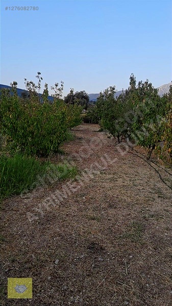 Acill!!! Fiyat Düştü!! Kemalpaşa Vişneli Köyde Muhteşem Kirazlık — fotoğraf 20