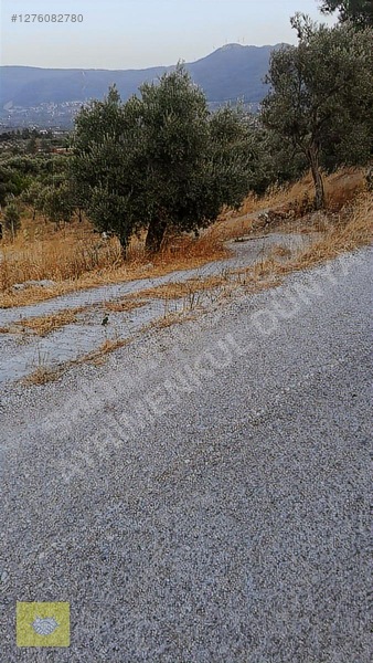 Acill!!! Fiyat Düştü!! Kemalpaşa Vişneli Köyde Muhteşem Kirazlık — fotoğraf 29