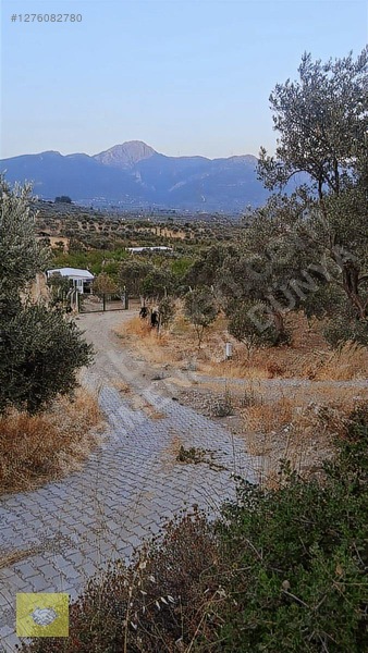 Acill!!! Fiyat Düştü!! Kemalpaşa Vişneli Köyde Muhteşem Kirazlık — fotoğraf 33