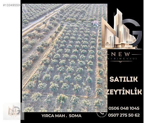 Soma Yırca'Da Kadastro Yollu, 87'Si 25 Yaşında 150 Zeytin Ağaçlı