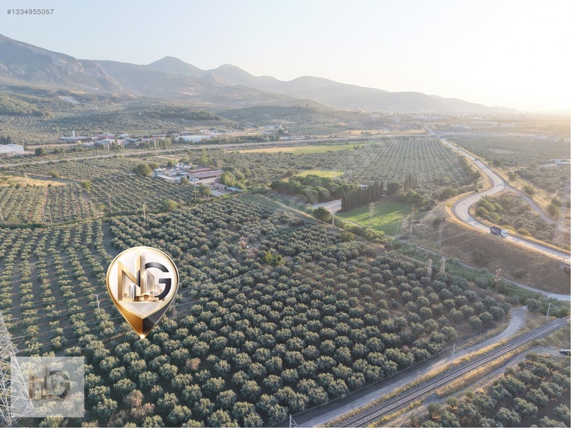 Soma Yırca'da Kadastro Yollu, 87'si 25 Yaşında 150 Zeytin Ağaçlı — fotoğraf 4
