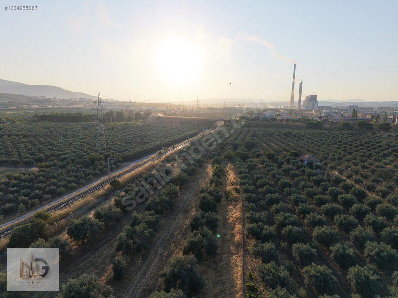 Soma Yırca'da Kadastro Yollu, 87'si 25 Yaşında 150 Zeytin Ağaçlı — fotoğraf 5