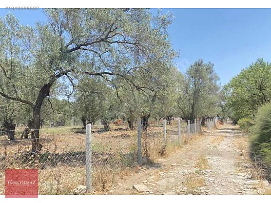Doğayla İç İçe, 2312m² Zeytinlik Satılık - İzmir Asfaltına Yakın — fotoğraf 3