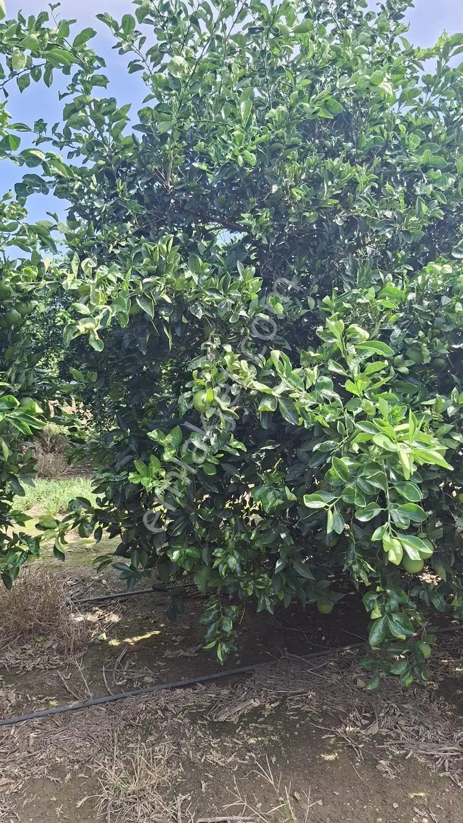 Kozan Gayrimenkulden Adana Anayoluna Yakın Bakımlı Bahçe — fotoğraf 5