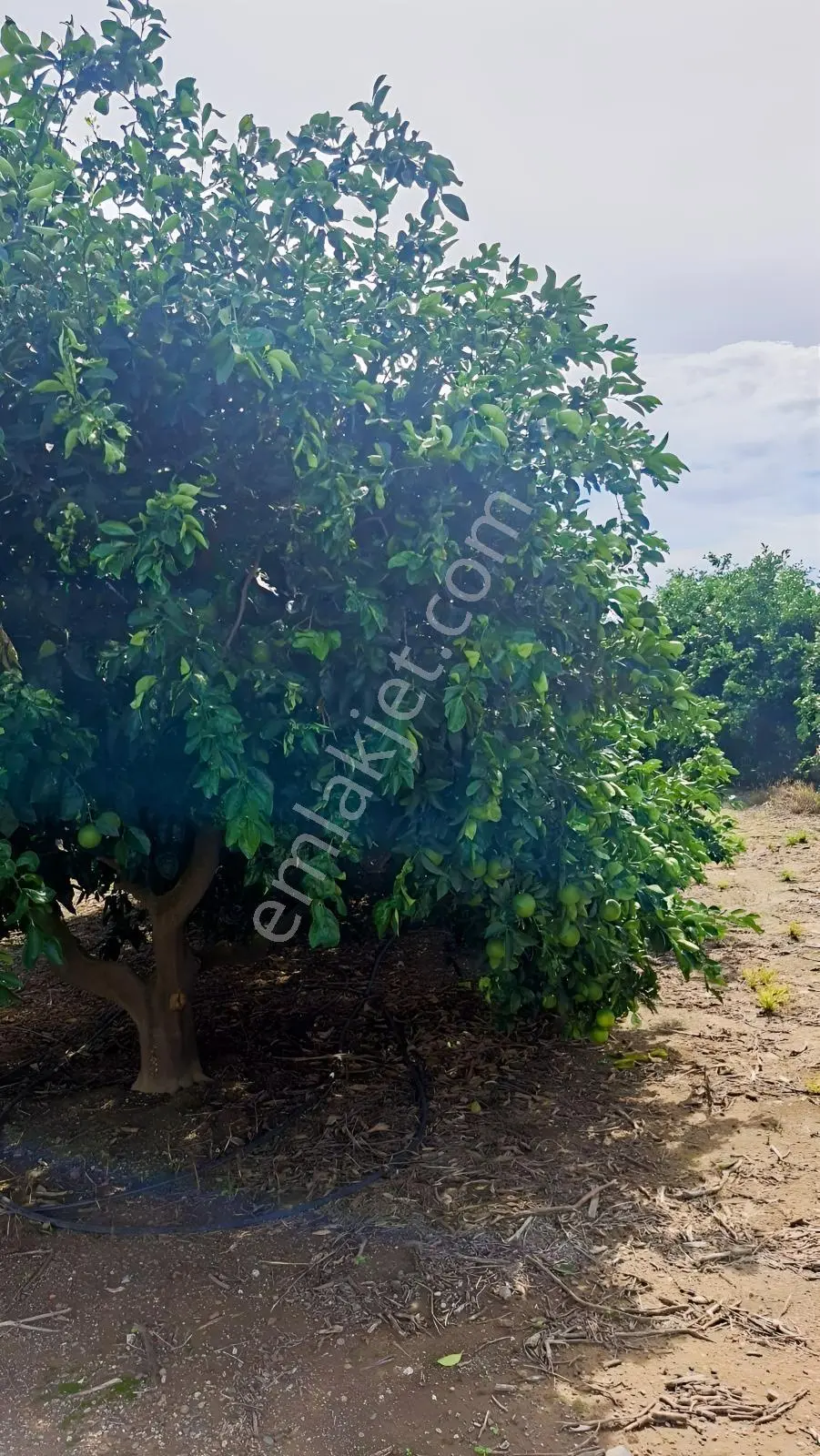 Kozan Gayrimenkulden Adana Anayoluna Yakın Bakımlı Bahçe — fotoğraf 15