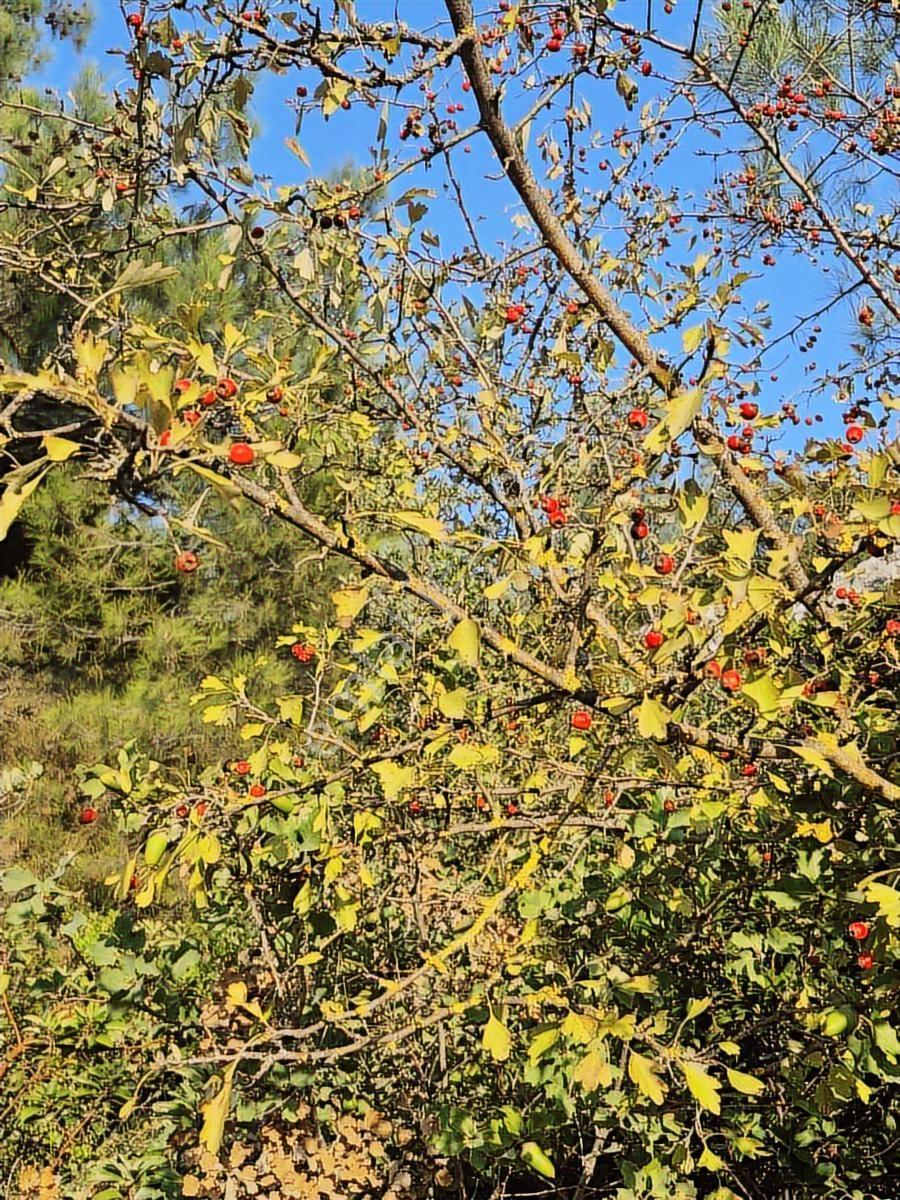 Lenora Gayrimenkül'den Yazıbaşı Mahallesinde Satılık Tarla — fotoğraf 25