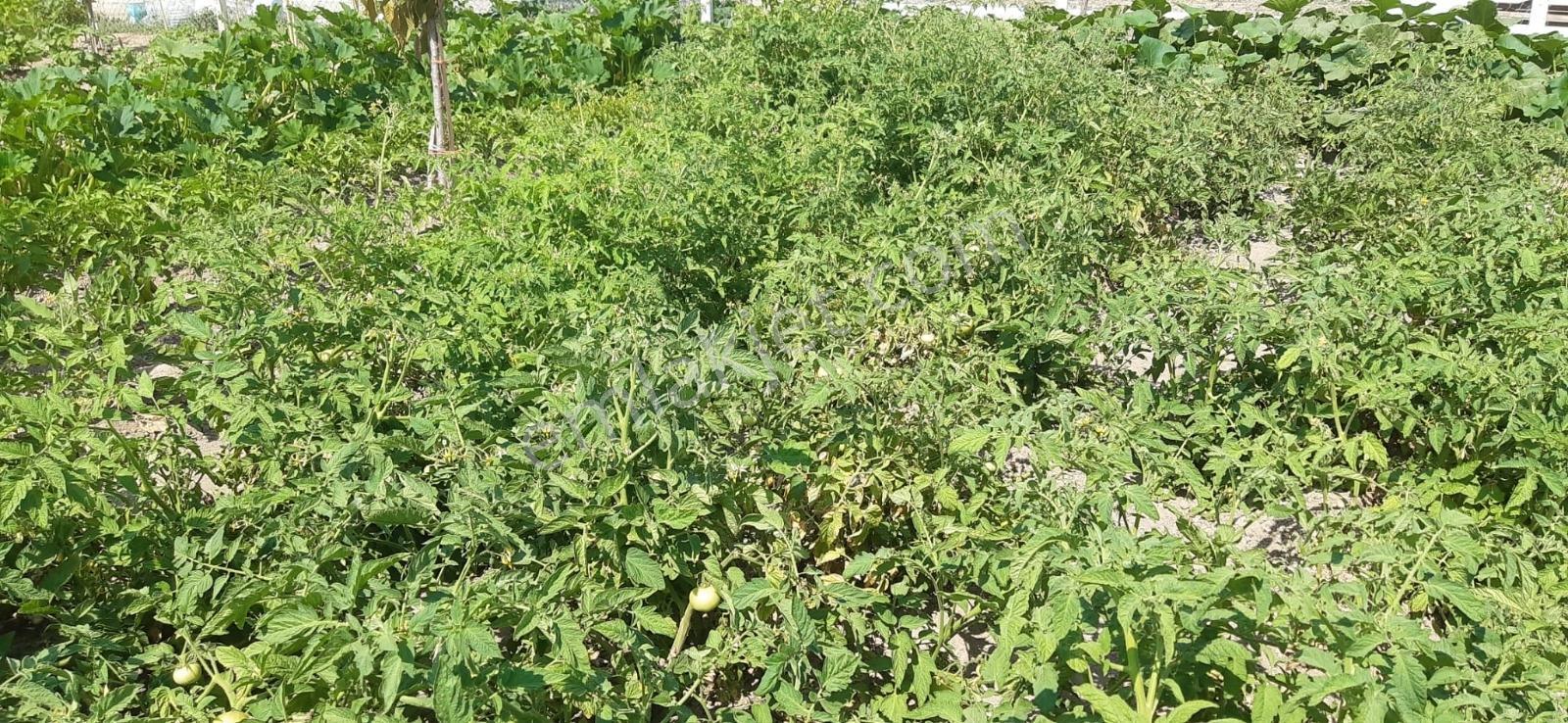 Lider Emlak'tan Çubuk Taşpınarda 900 M2 Hobi Bahçesi — fotoğraf 6