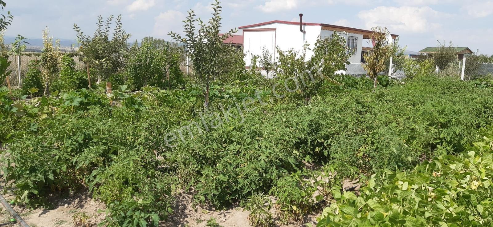 Lider Emlak'tan Çubuk Taşpınarda 900 M2 Hobi Bahçesi — fotoğraf 14