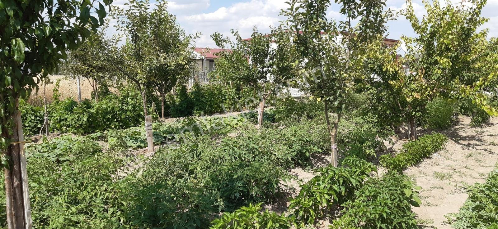 Lider Emlak'tan Çubuk Taşpınarda 900 M2 Hobi Bahçesi — fotoğraf 18