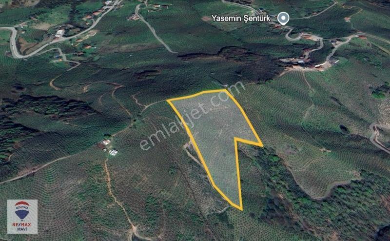 Karasu Ardıçbelide 16.510 M² | 1200 Ocak Fındık | 6-7 Ton Verim