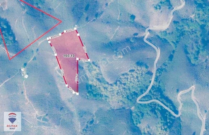 Karasu Ardıçbelide 16.510 M² | 1200 Ocak Fındık | 6-7 Ton Verim — fotoğraf 2