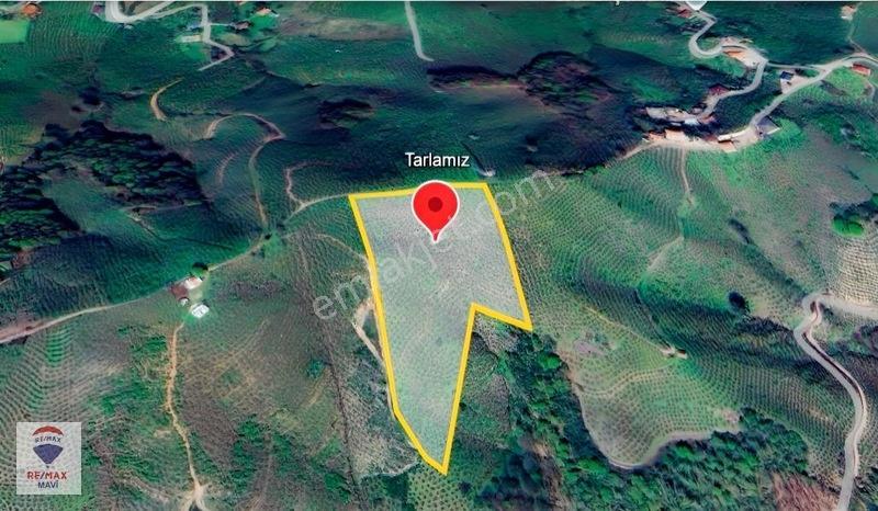 Karasu Ardıçbelide 16.510 M² | 1200 Ocak Fındık | 6-7 Ton Verim — fotoğraf 9