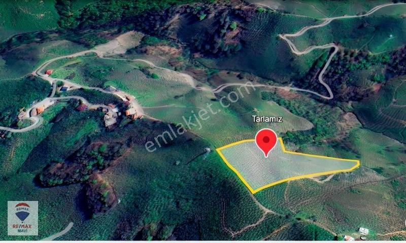 Karasu Ardıçbelide 16.510 M² | 1200 Ocak Fındık | 6-7 Ton Verim — fotoğraf 11