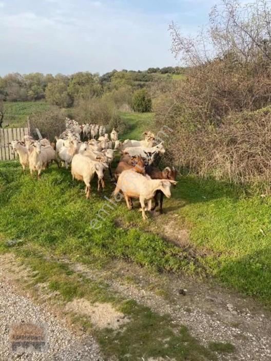 Çanakkale Lapseki Dereköy De Fırsat Arazi Tek Tapu 3.434 M2 — fotoğraf 5
