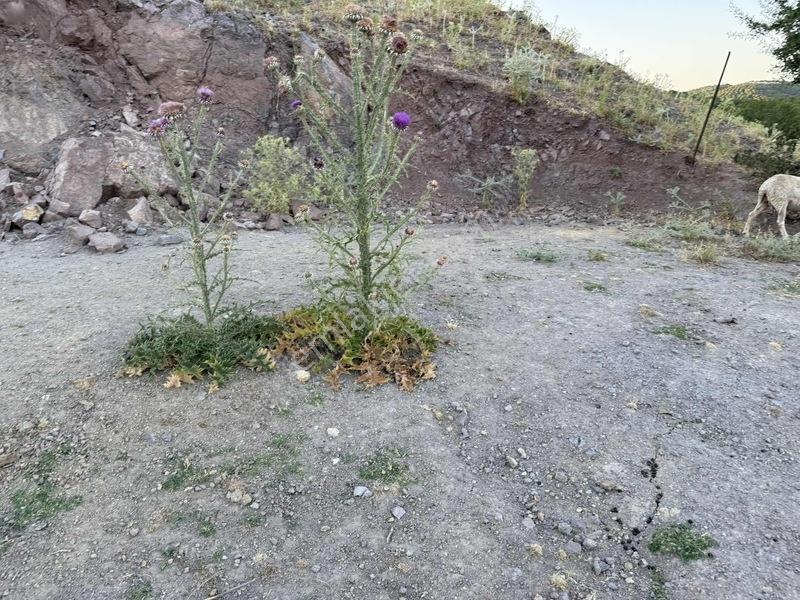 Yumukoğlu Emlaktan Satılık Arsa — fotoğraf 4