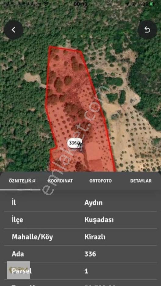 Aydın Kuşadası Kirazlı Mahallesinde Satılık Zeytinlik Hissesi — fotoğraf 2