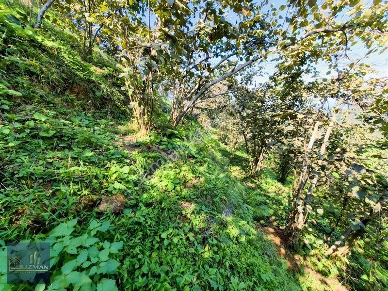 Uzman Emlak'tan Küçüklü 'de Satılık 5 Dönüm Fındık Bahçesi — fotoğraf 27