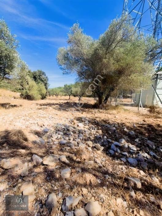 Acillll 2 Kupon Tarla Tek Fiyat — fotoğraf 2