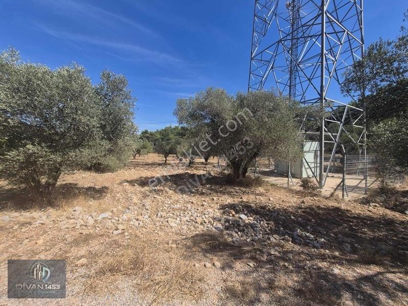 Acillll 2 Kupon Tarla Tek Fiyat — fotoğraf 3