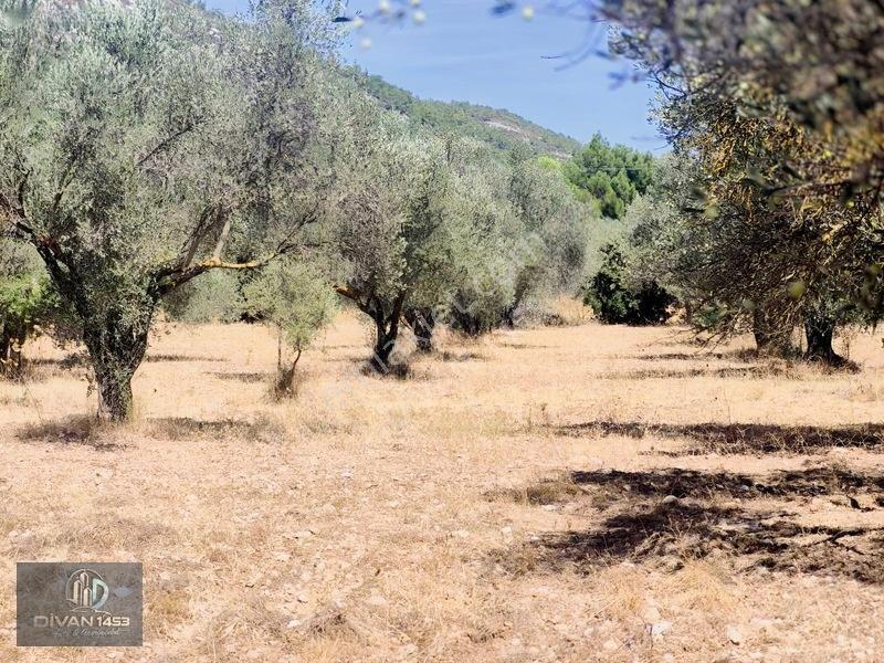 Acillll 2 Kupon Tarla Tek Fiyat — fotoğraf 4