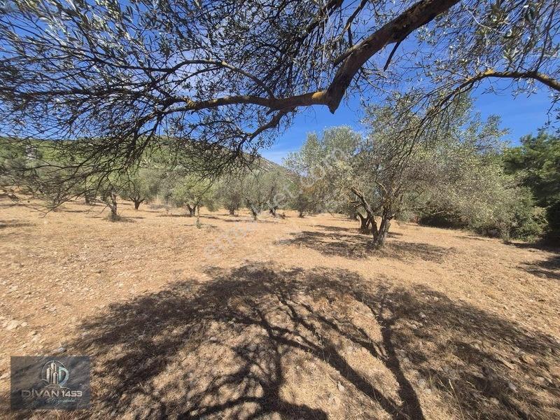 Acillll 2 Kupon Tarla Tek Fiyat — fotoğraf 5