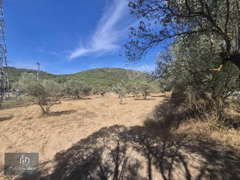Acillll 2 Kupon Tarla Tek Fiyat — fotoğraf 6