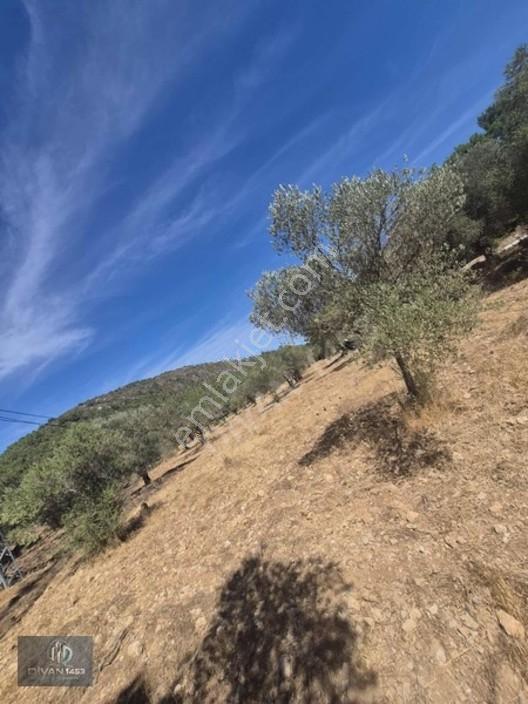 Acillll 2 Kupon Tarla Tek Fiyat — fotoğraf 7