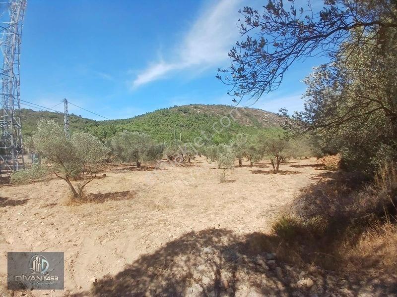 Acillll 2 Kupon Tarla Tek Fiyat — fotoğraf 9