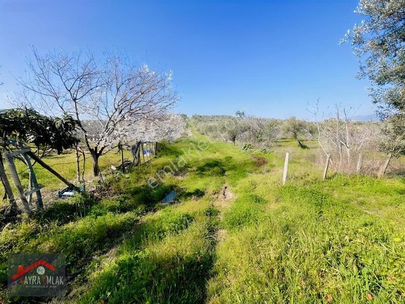 Fora Zeytin Arkası 2 Oda Evi Olan Hobi Bahçesi Tadında Zeytinlik — fotoğraf 3