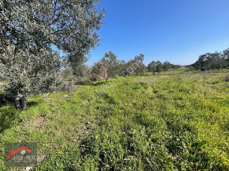 Fora Zeytin Arkası 2 Oda Evi Olan Hobi Bahçesi Tadında Zeytinlik — fotoğraf 4