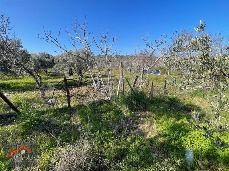 Fora Zeytin Arkası 2 Oda Evi Olan Hobi Bahçesi Tadında Zeytinlik — fotoğraf 5