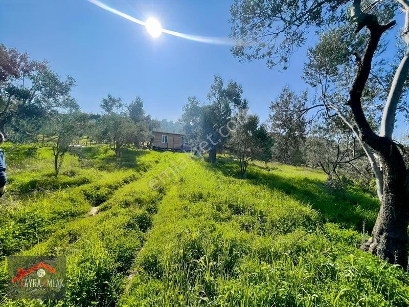 Fora Zeytin Arkası 2 Oda Evi Olan Hobi Bahçesi Tadında Zeytinlik — fotoğraf 6