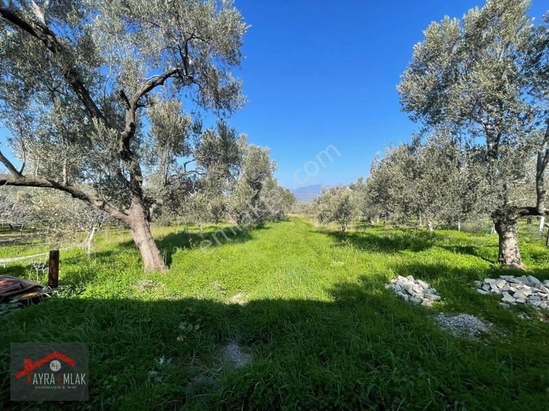 Fora Zeytin Arkası 2 Oda Evi Olan Hobi Bahçesi Tadında Zeytinlik — fotoğraf 7