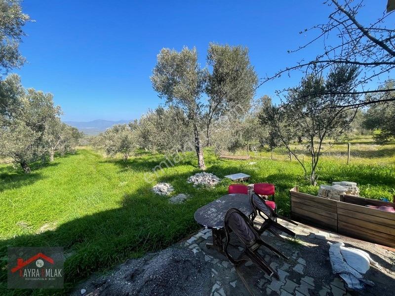 Fora Zeytin Arkası 2 Oda Evi Olan Hobi Bahçesi Tadında Zeytinlik — fotoğraf 8