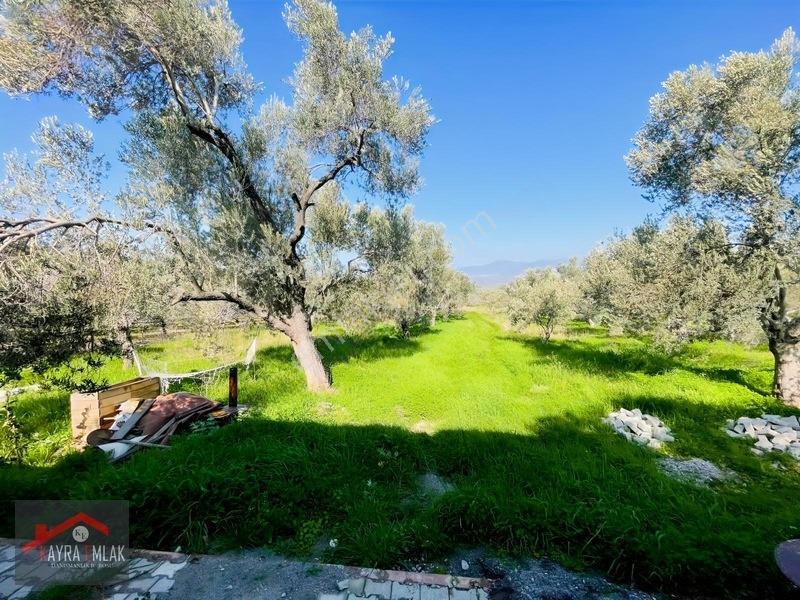 Fora Zeytin Arkası 2 Oda Evi Olan Hobi Bahçesi Tadında Zeytinlik — fotoğraf 9