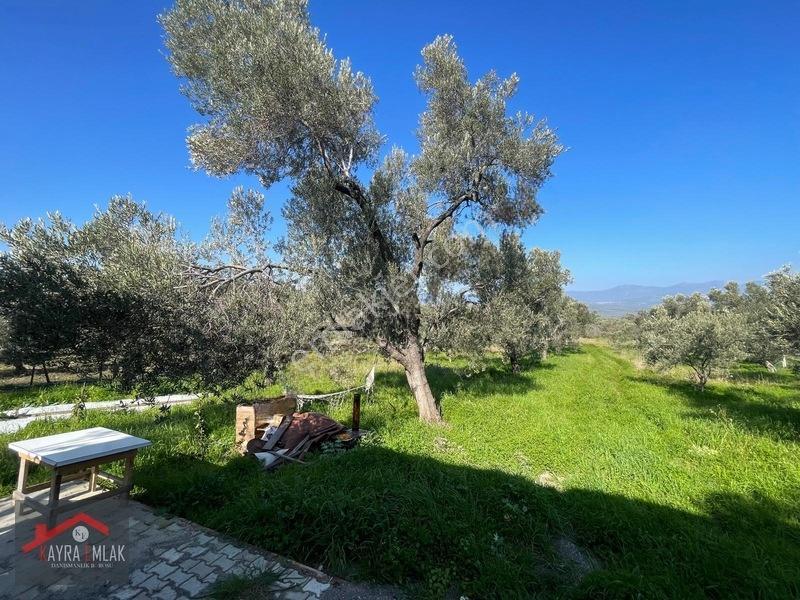 Fora Zeytin Arkası 2 Oda Evi Olan Hobi Bahçesi Tadında Zeytinlik — fotoğraf 10