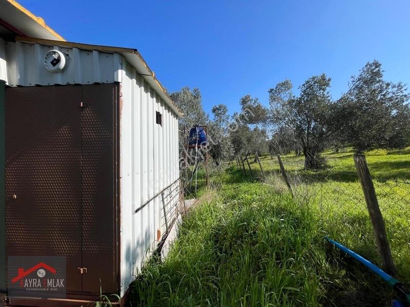 Fora Zeytin Arkası 2 Oda Evi Olan Hobi Bahçesi Tadında Zeytinlik — fotoğraf 11