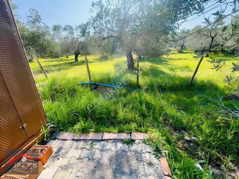 Fora Zeytin Arkası 2 Oda Evi Olan Hobi Bahçesi Tadında Zeytinlik — fotoğraf 12