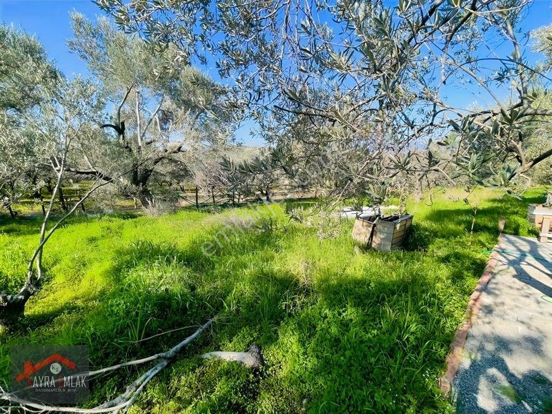 Fora Zeytin Arkası 2 Oda Evi Olan Hobi Bahçesi Tadında Zeytinlik — fotoğraf 13