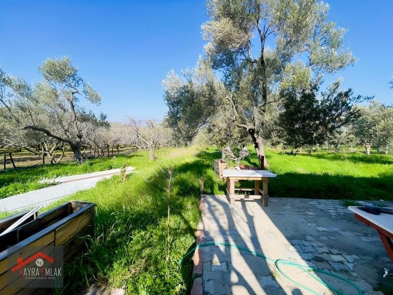 Fora Zeytin Arkası 2 Oda Evi Olan Hobi Bahçesi Tadında Zeytinlik — fotoğraf 14