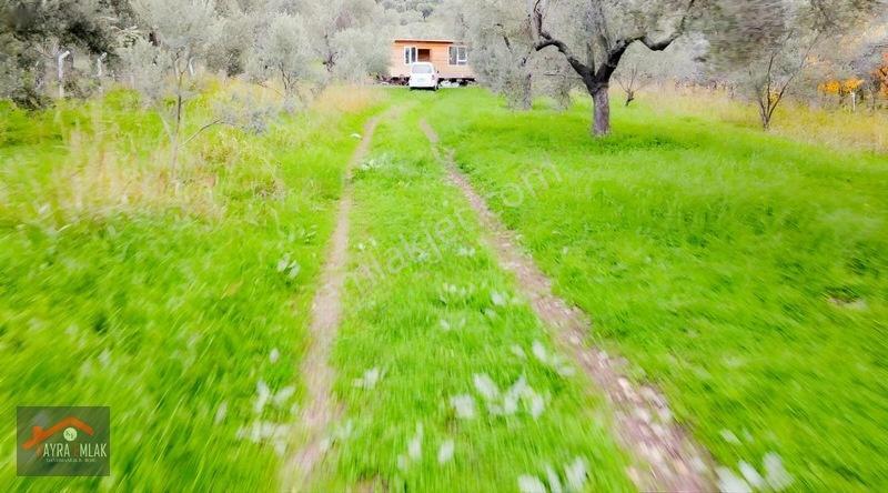 Fora Zeytin Arkası 2 Oda Evi Olan Hobi Bahçesi Tadında Zeytinlik — fotoğraf 21