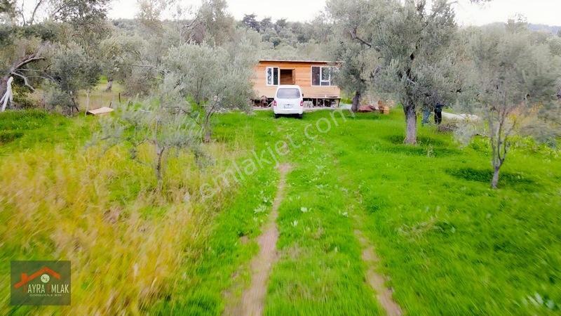Fora Zeytin Arkası 2 Oda Evi Olan Hobi Bahçesi Tadında Zeytinlik — fotoğraf 22