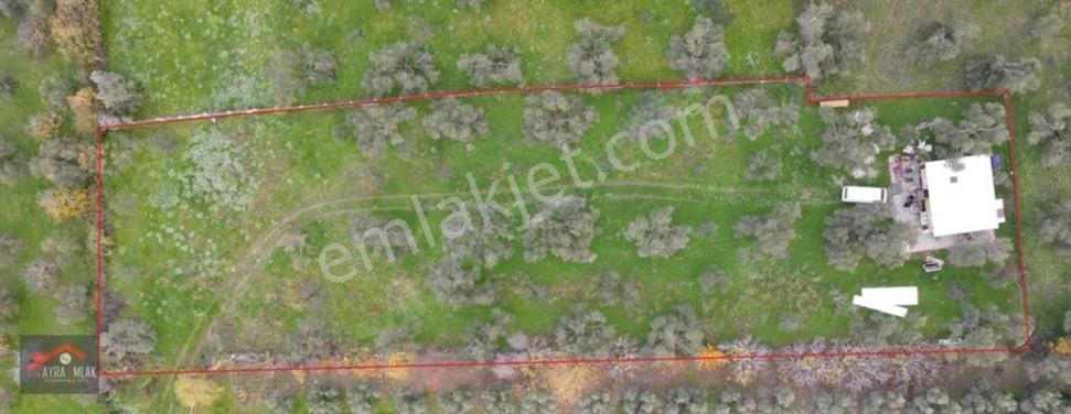 Fora Zeytin Arkası 2 Oda Evi Olan Hobi Bahçesi Tadında Zeytinlik — fotoğraf 23