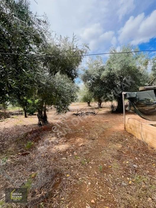 Kozan Divan Emlak'tan Aslanpaşa'da 4 Kata İmarlı Geniş Arsa — fotoğraf 12