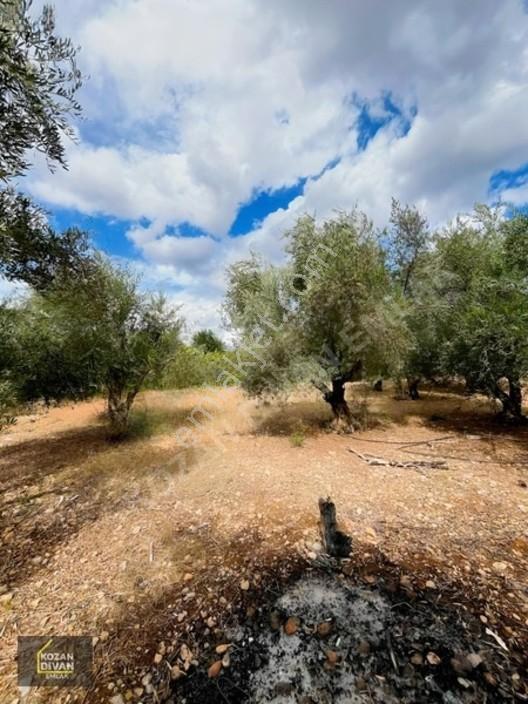 Kozan Divan Emlak'tan Aslanpaşa'da 4 Kata İmarlı Geniş Arsa — fotoğraf 19