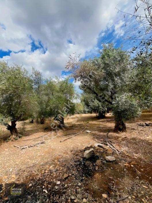 Kozan Divan Emlak'tan Aslanpaşa'da 4 Kata İmarlı Geniş Arsa — fotoğraf 20