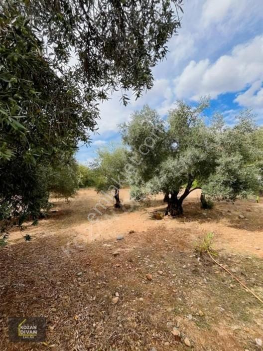 Kozan Divan Emlak'tan Aslanpaşa'da 4 Kata İmarlı Geniş Arsa — fotoğraf 22