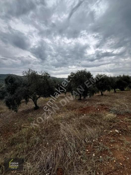 Kozan Divan Emlak'tan Ağlıboğaz İlkokulu'na Komşu 437 M2 Arsa — fotoğraf 3